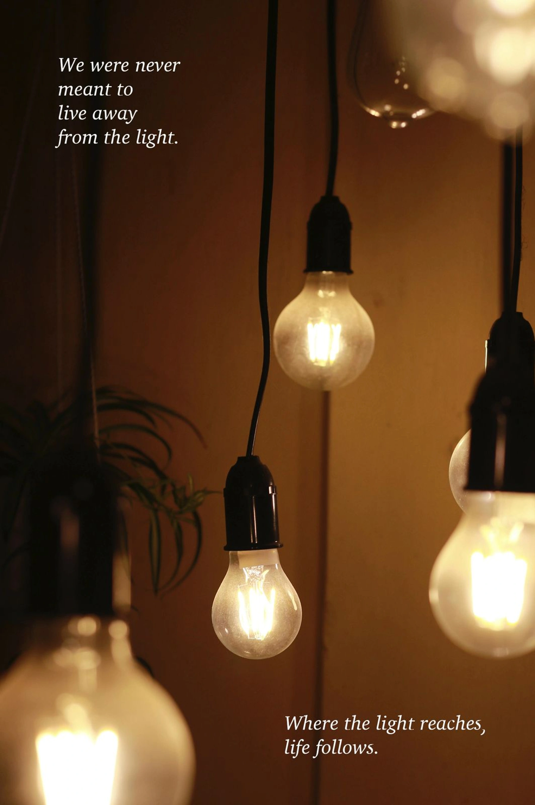 Warm Edison bulbs hanging — We were never meant to live away from the light.